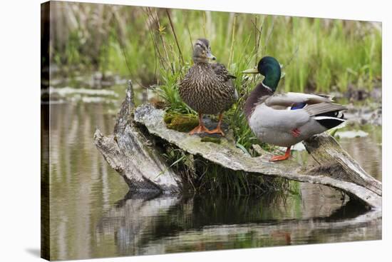 Mallard pair resting-Ken Archer-Premier Image Canvas