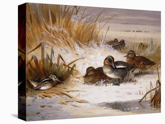 Mallard Widgeon and Snipe at the Edge of a Pool in Winter-Archibald Thorburn-Premier Image Canvas
