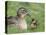 Mallard with Duckling, Martin Mere, Wildfowl and Wetland Trust Reserve, England, United Kingdom-Ann & Steve Toon-Premier Image Canvas