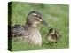 Mallard with Duckling, Martin Mere, Wildfowl and Wetland Trust Reserve, England, United Kingdom-Ann & Steve Toon-Premier Image Canvas