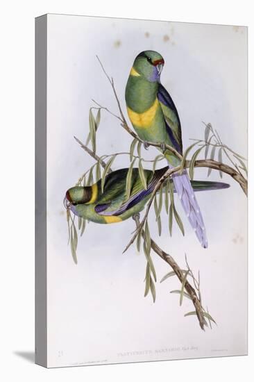 Mallee Ringneck (Platycercus or Barnardius Barnardi)-John Gould-Premier Image Canvas