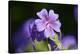 Mallow, Malva, blossom, mauve, close-up-David & Micha Sheldon-Premier Image Canvas