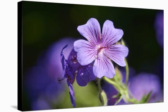 Mallow, Malva, blossom, mauve, close-up-David & Micha Sheldon-Stretched Canvas