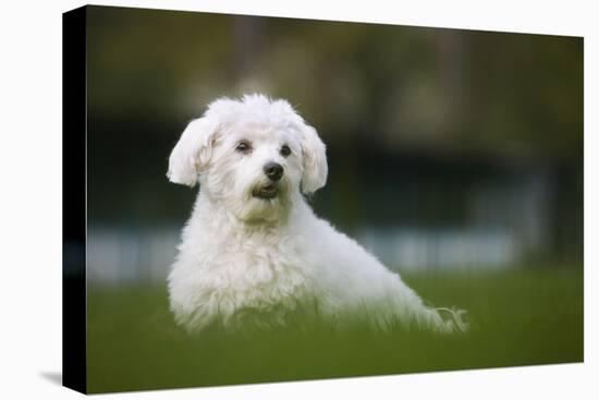 Maltese Dog in Garden-null-Premier Image Canvas