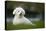 Maltese Dog in Garden-null-Premier Image Canvas