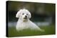 Maltese Dog in Garden-null-Premier Image Canvas