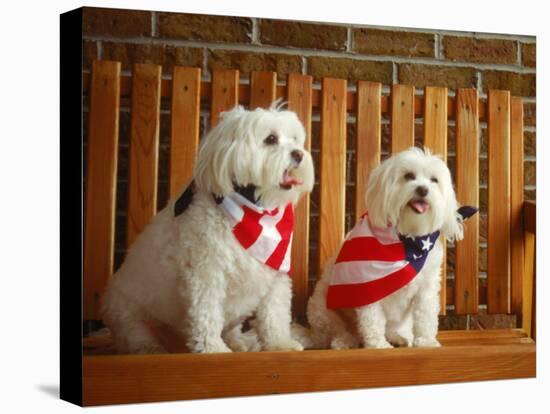 Maltese Dogs Wearing the American Flag-Karen M^ Romanko-Premier Image Canvas