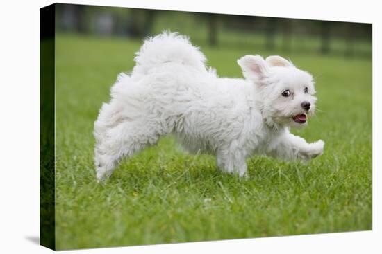 Maltese Puppy Running in Garden-null-Premier Image Canvas