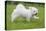 Maltese Puppy Running in Garden-null-Premier Image Canvas