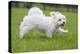 Maltese Puppy Running in Garden-null-Premier Image Canvas