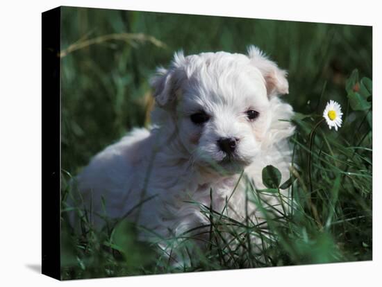 Maltese Puppy Sitting in Grass Near a Daisy-Adriano Bacchella-Premier Image Canvas