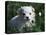 Maltese Puppy Sitting in Grass Near a Daisy-Adriano Bacchella-Premier Image Canvas