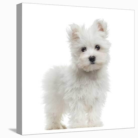 Maltese Puppy Standing, Looking At The Camera, 2 Months Old, Isolated On White-Life on White-Premier Image Canvas