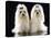 Maltese Terrier Dog-null-Premier Image Canvas