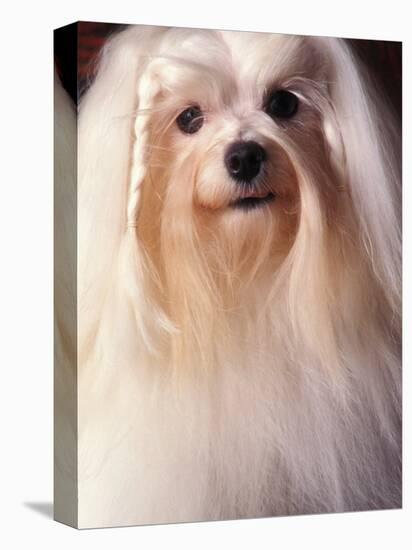 Maltese with Hair Plaited-Adriano Bacchella-Premier Image Canvas