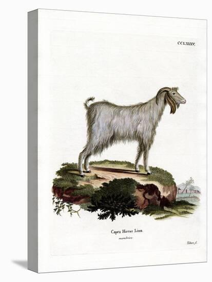 Mamber Goat-null-Premier Image Canvas