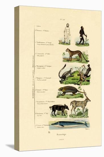 Mammalogy, 1833-39-null-Premier Image Canvas