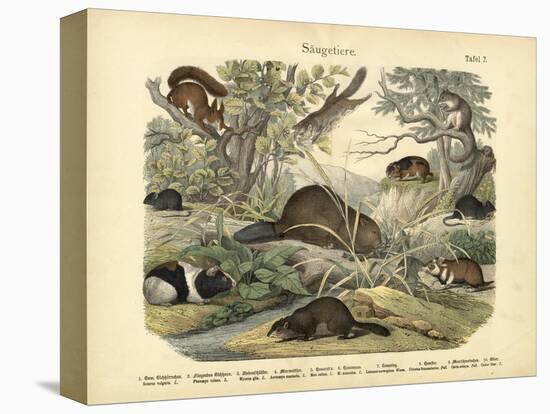 Mammals, C.1860-null-Premier Image Canvas