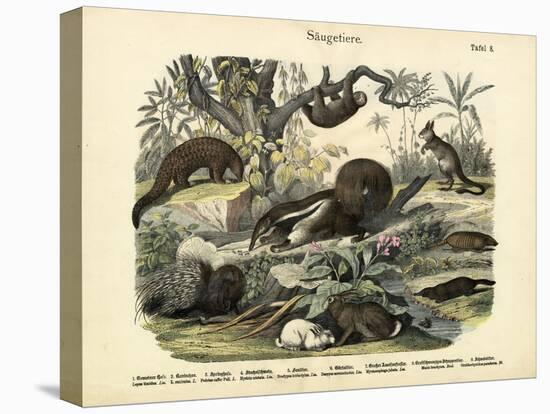 Mammals, C.1860-null-Premier Image Canvas