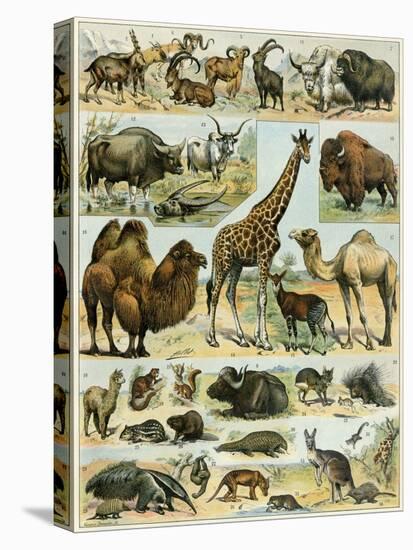 Mammals of Arid Regions-null-Premier Image Canvas