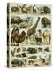 Mammals of Arid Regions-null-Premier Image Canvas