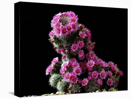 Mammillaria Zeilmanniana Flowers-Vaughan Fleming-Premier Image Canvas