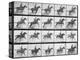 Man and Horse Jumping a Fence, Plate 640 from Animal Locomotion, 1887-Eadweard Muybridge-Premier Image Canvas