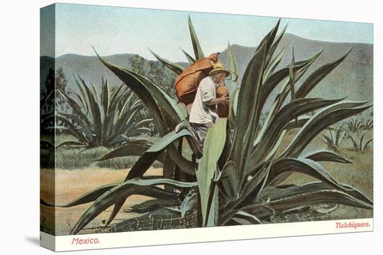 Man Harvesting Maguey Juice for Tequila, Mexico-null-Stretched Canvas