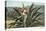 Man Harvesting Maguey Juice for Tequila, Mexico-null-Stretched Canvas