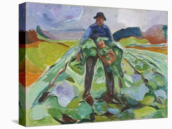 Man in the Cabbage Field, 1916 (Oil on Canvas)-Edvard Munch-Premier Image Canvas