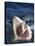 Man Making Okay Sign from Shark's Mouth-DLILLC-Premier Image Canvas