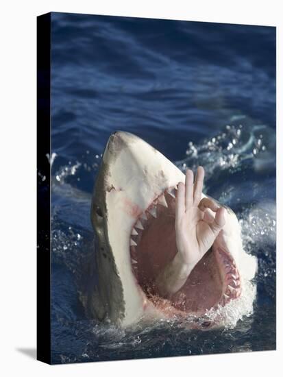 Man Making Okay Sign from Shark's Mouth-DLILLC-Premier Image Canvas