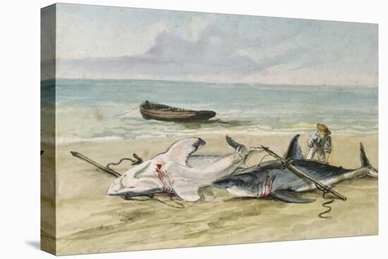 Man Measuring Two Dead Sharks on a Beach, Walvis Bay, Namibia, 1861-Thomas Baines-Premier Image Canvas