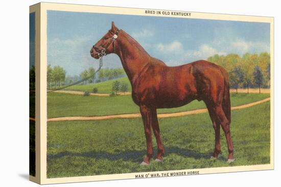 Man O'War, Kentucky Thoroughbred-null-Stretched Canvas