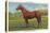 Man O'War, Kentucky Thoroughbred-null-Stretched Canvas