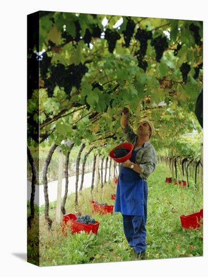 Man Picking Kabinett Grapes at Traminer Below Bolzano, Alto Adige, Italy-Michael Newton-Premier Image Canvas