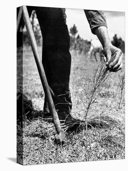 Man Planting Pine Tree Seedlings-Hansel Mieth-Premier Image Canvas