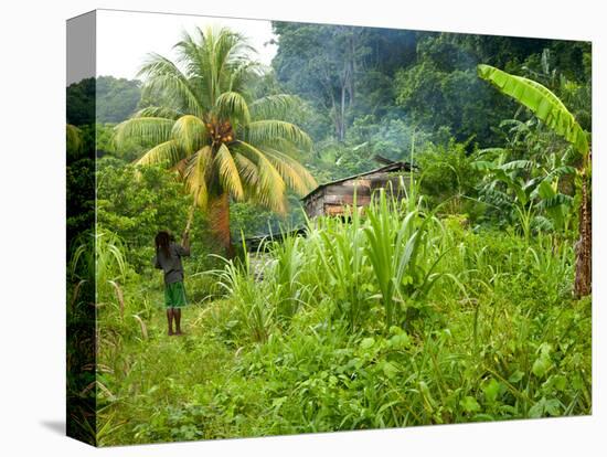 Man Poking a Coconut from a Tree on His Farm, Delices, Dominica, Windward Islands, West Indies, Car-Kim Walker-Premier Image Canvas