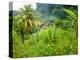 Man Poking a Coconut from a Tree on His Farm, Delices, Dominica, Windward Islands, West Indies, Car-Kim Walker-Premier Image Canvas