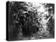 Man Standing in Grove of Banana Trees Photograph - Cuba-Lantern Press-Stretched Canvas