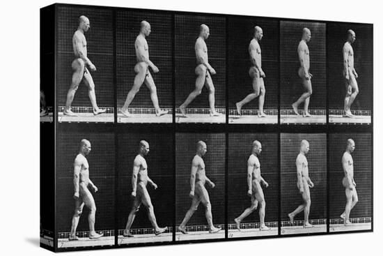 Man Walking, from 'Animal Locomotion', 1887 (B/W Photo)-Eadweard Muybridge-Premier Image Canvas