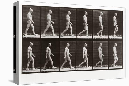 Man Walking, Plate 6 from Animal Locomotion, 1887 (Photograph)-Eadweard Muybridge-Premier Image Canvas