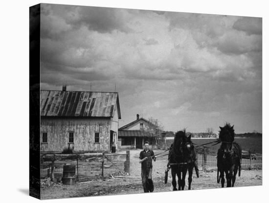 Man Walking Two Clydesdale Horses on the Ranch-William C^ Shrout-Premier Image Canvas