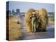 Man with Freshly Harvested Rice on Cart in the Ricefields of Bac Thai Province-Robert Francis-Premier Image Canvas