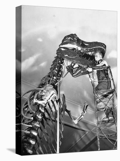 Man Working on Skeleton of a Tyrannosaurus at the American Museum of Natural History-Hansel Mieth-Premier Image Canvas