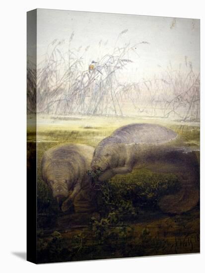 Manatee, 1879-Joseph Wolf-Premier Image Canvas