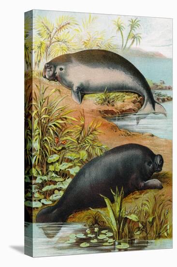 Manatee and Dugong, C.1880-German School-Premier Image Canvas