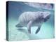 Manatee, Crystal River NW Refuge, FL-Frank Staub-Premier Image Canvas