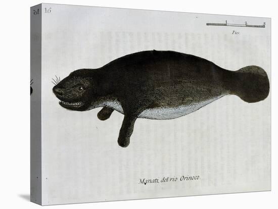 Manatee from Rio Orinoco and Amazonian Manatee (Trichechus Inunguis)-null-Premier Image Canvas