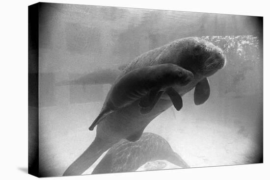 Manatee Mother and Newborn Swimming-null-Premier Image Canvas